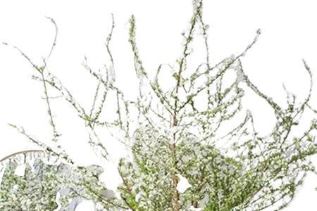 雪柳花期过后就干枯了还能救吗