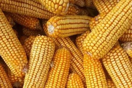 山东泰安春玉米什么时间种