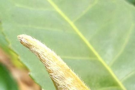 龙杰春普洱茶怎么样