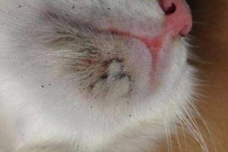 猫咪驱了虫怎么一直舔自己