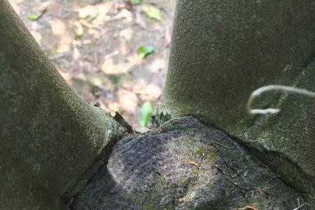 椅南沉香树能在重庆种植吗