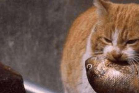 猫咪可以吃炒好的鱼嘛