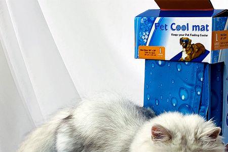 猫可以用冰块降温吗