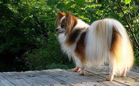 西施犬和蝴蝶犬的区别