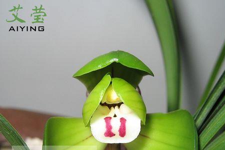 兰花大富贵有花苞就是开不开
