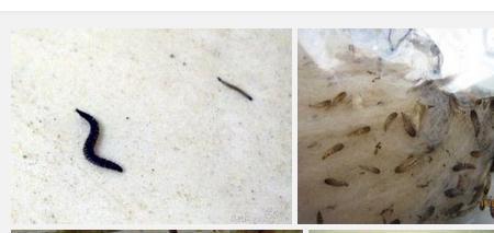 卧室蛾蠓怎么去除