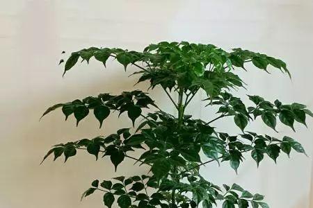 钱多多和幸福树有什么区别