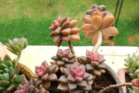 多肉粉红点好养吗