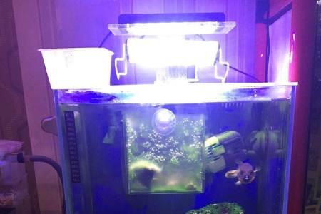 小海缸新手入门