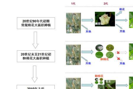 棉铃虫第三代出虫时间