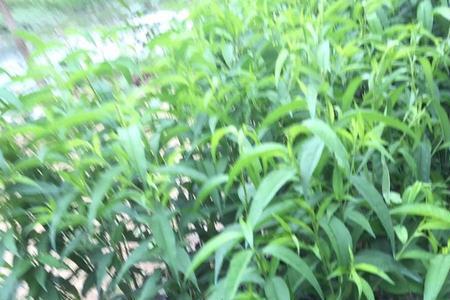盆栽鹰嘴桃种植技术