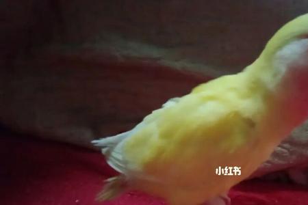黄桃鹦鹉的眼睛是红色的吗