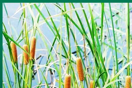 水菖蒲能净化水质养龟吗