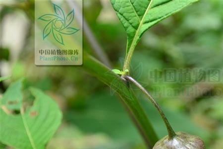 三分七分怎么分