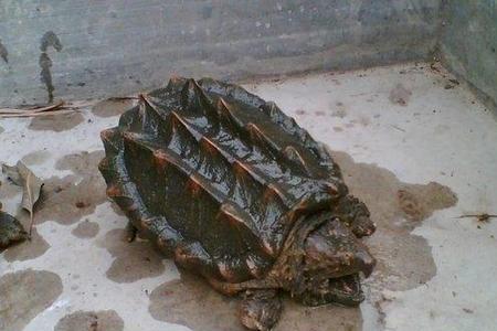 鳄鱼龟在什么样环境下下蛋