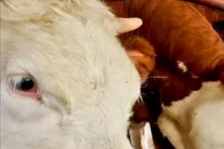猪饲料喂牛一个月行不行