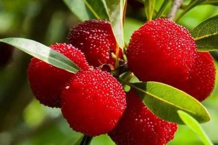 为什么杨梅叫waxberry