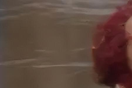 流沙河乌龟最后怎么样了