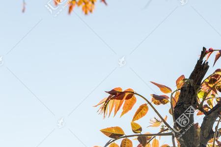 香椿树什么时候伐木质最好
