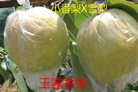 玉露香梨表皮发黄咋回事