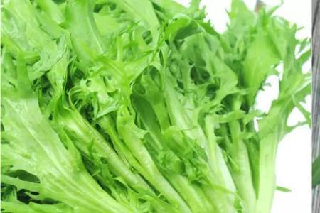 芝麻菜和荠菜的区别