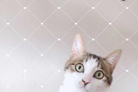 为什么小猫长大了母猫就会凶
