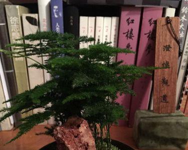 云竹是文松吗
