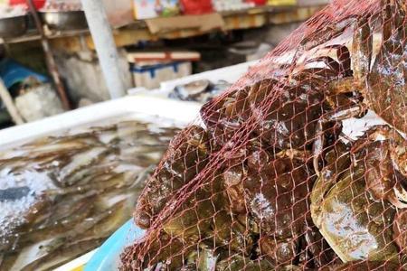 野生沙蟹吃椰子肉吗
