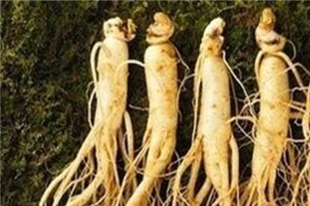 在耕地种植人参国家允许吗