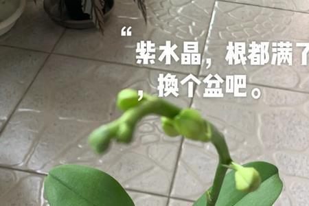 新买的奔龙怎么换盆