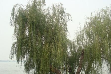 柳树在古代的雅称