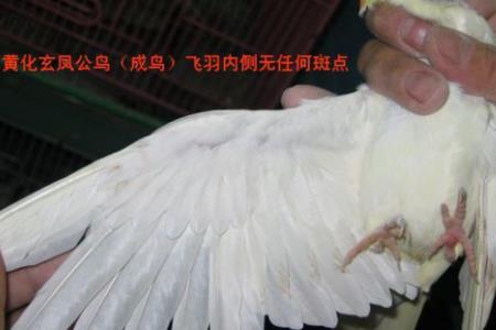 麻溜公母怎么分