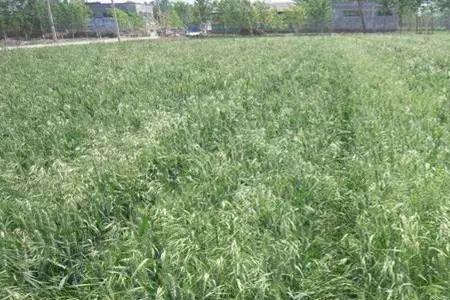 什么小麦品种不能喷野燕麦