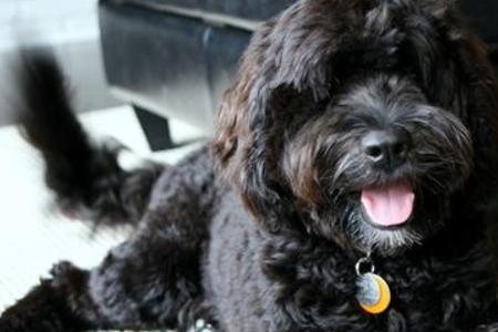 葡萄牙水犬幼犬特征
