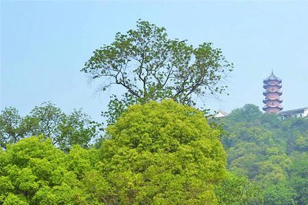 无锡惠山可以开车上去吗
