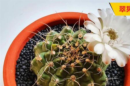 银盾仙人掌好养吗
