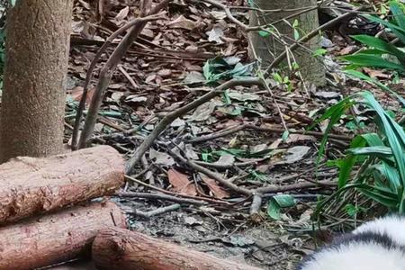 大熊猫和花有被人认养吗