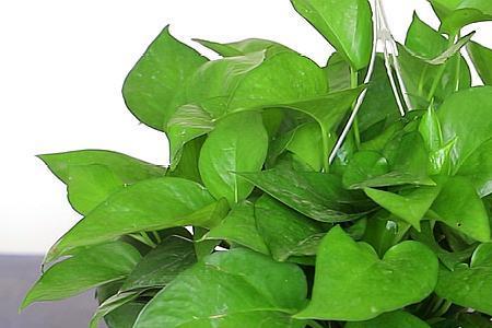 形容绿萝茂盛的词语