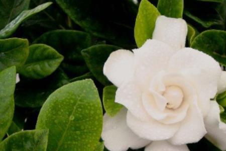 单瓣栀子花是什么品种