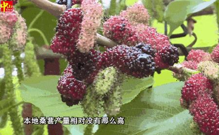 桑果不熟就烂了是什么原理