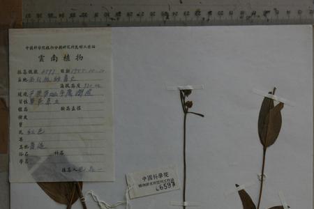 泽漆跟红大戟一样吗