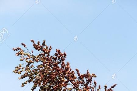 什么植物果实像高粱比高粱还多
