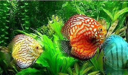 七彩神仙鱼游不起来发蔫