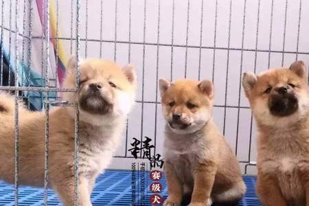 柴犬种公的标准