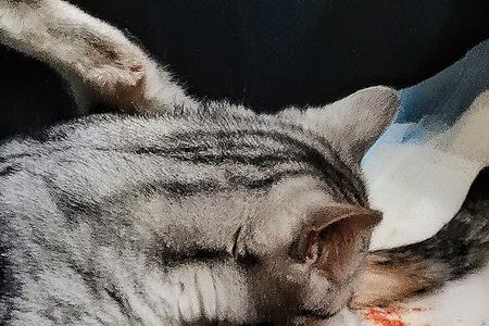 猫咪的胎衣什么样
