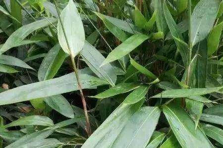 包粽子的箬竹叶要煮吗