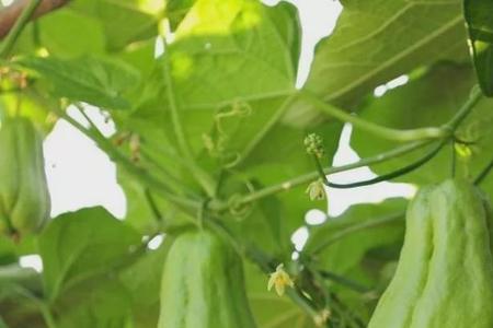 佛手瓜种植多久结果