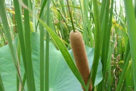 水菖蒲怎么除虫