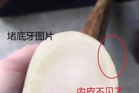 象牙结不结实