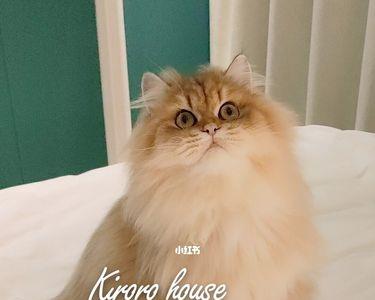 金渐层多久梳一次毛